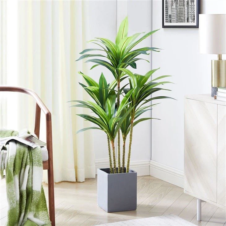 Brazilian Iron Tree wholesale